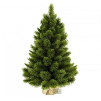 ��� Triumph Tree ������ ���� 60 �� (� �������)